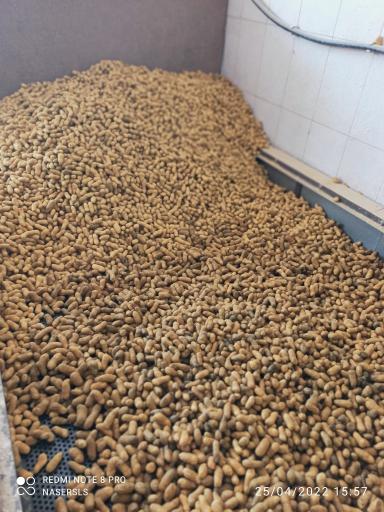 عکس بادام زمینی حجتی