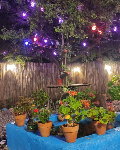 عکس باغچه رستوران هرمان