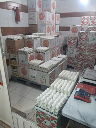 عکس پخش تخم مرغ ثامن