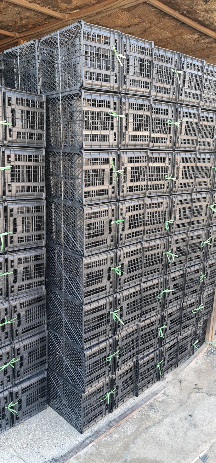 عکس سبد سازی خرسند