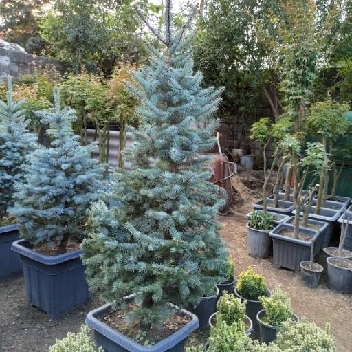 عکس نهالستان جهان (مهندس جهانگیری)