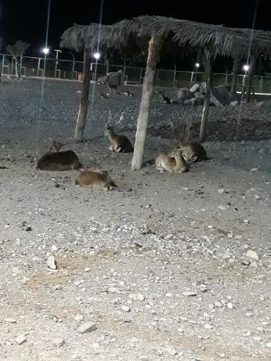 عکس دهکده و پارک جنگلی گل گهر سیرجان