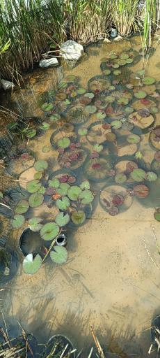 عکس دهکده و پارک جنگلی گل گهر سیرجان