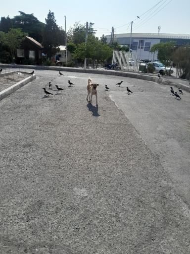 عکس بوستان پردیسان