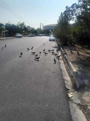 عکس بوستان پردیسان