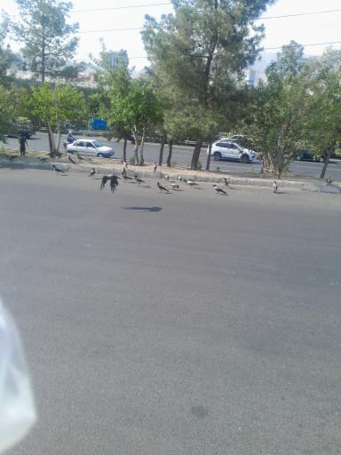 عکس بوستان پردیسان