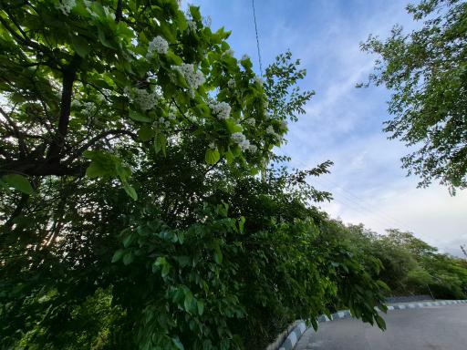 عکس بوستان پردیسان