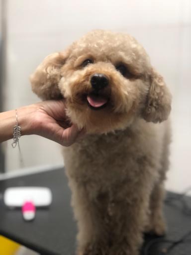 عکس کلینیک دامپزشکی دکتر بهنام انتظاری