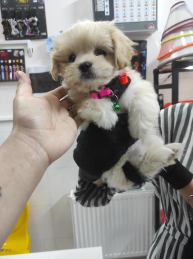 عکس کلینیک دامپزشکی دکتر بهنام انتظاری