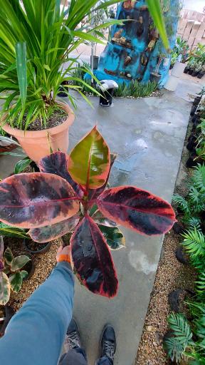 عکس گلخانه اریکا