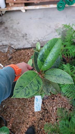 عکس گلخانه اریکا