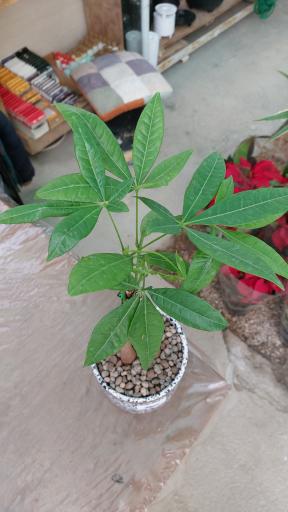 عکس گلخانه اریکا