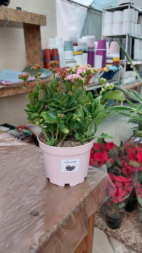 عکس گلخانه اریکا