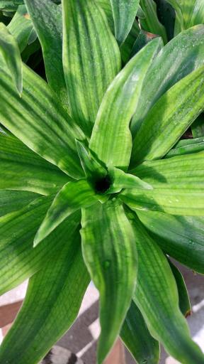 عکس گلخانه اریکا