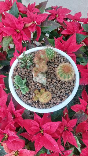 عکس گلخانه اریکا