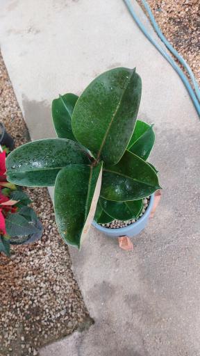 عکس گلخانه اریکا