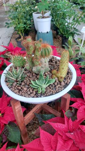 عکس گلخانه اریکا