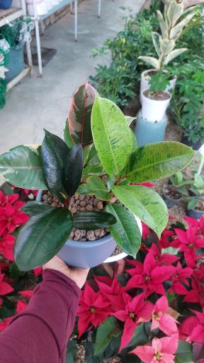 عکس گلخانه اریکا