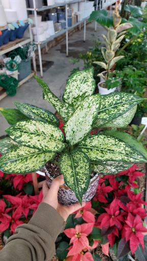 عکس گلخانه اریکا