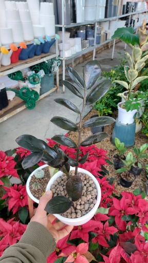 عکس گلخانه اریکا