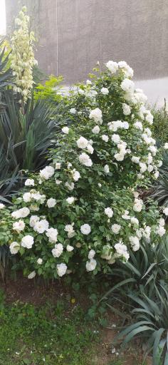 عکس بوستان قربانی