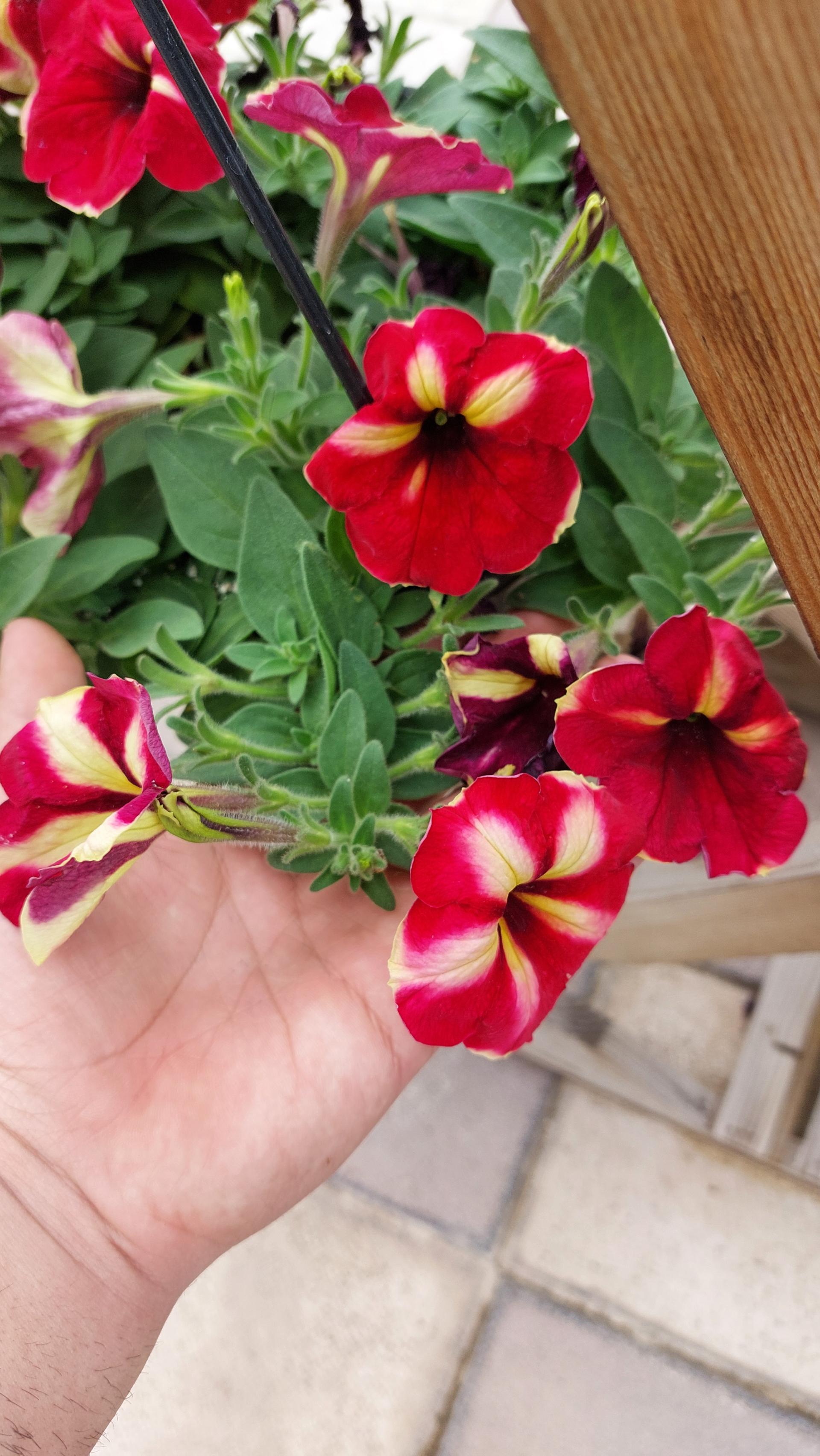 عکس گلخانه اریکا