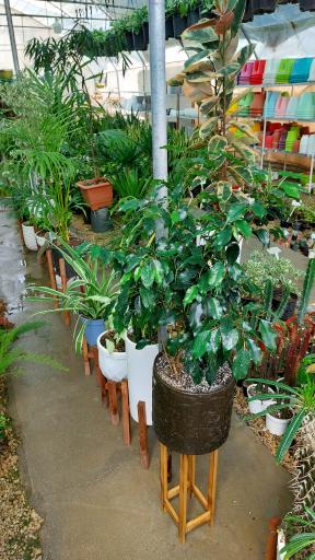 عکس گلخانه اریکا