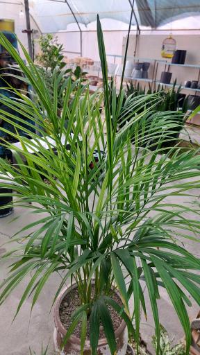 عکس گلخانه اریکا