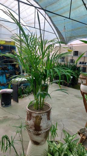 عکس گلخانه اریکا