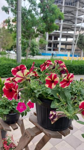 گلخانه اریکا