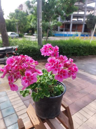 عکس گلخانه اریکا