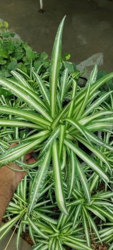 گلخانه اریکا