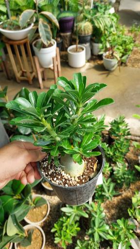 عکس گلخانه اریکا