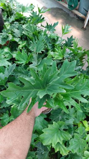 گلخانه اریکا