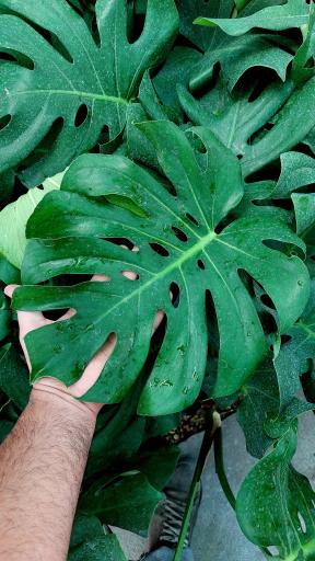 عکس گلخانه اریکا