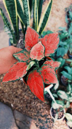 گلخانه اریکا