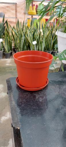 عکس گلخانه اریکا