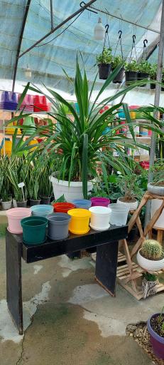 عکس گلخانه اریکا