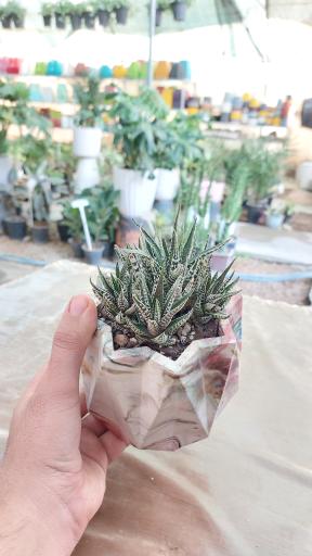 عکس گلخانه اریکا