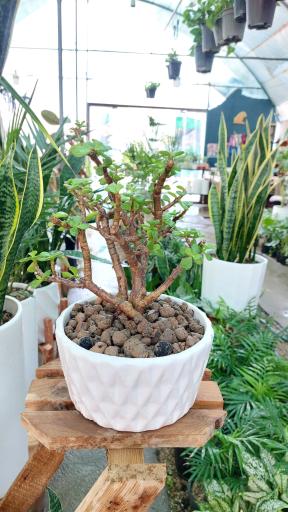 عکس گلخانه اریکا