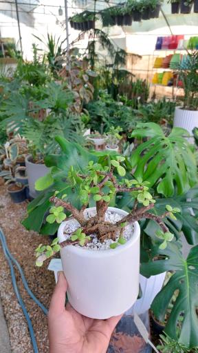 عکس گلخانه اریکا