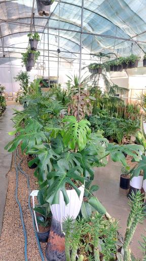 عکس گلخانه اریکا