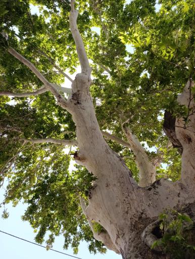 عکس بوستان آبشار