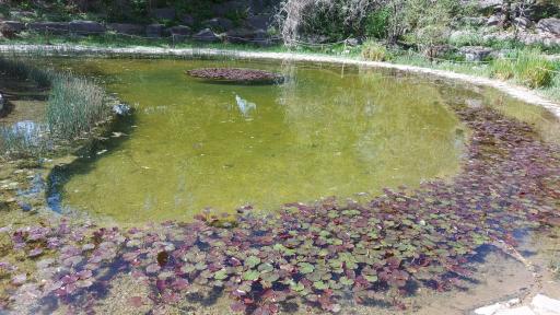 آبشار باغ گیاه‌شناسی تهران