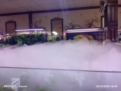 عکس آکواریوم تترا