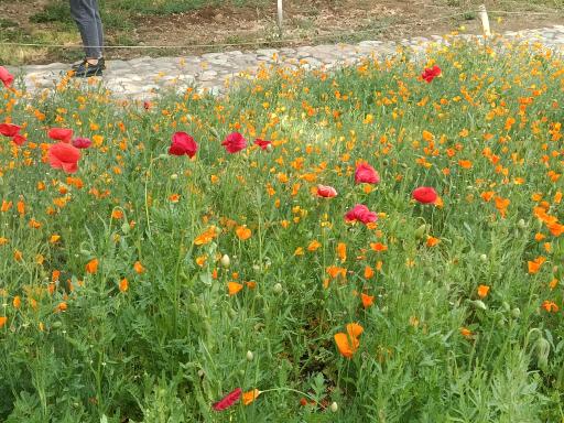 عکس آبشار باغ گیاه‌شناسی تهران