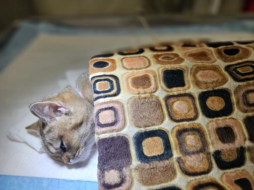 عکس دامپزشکی دکتر وت 