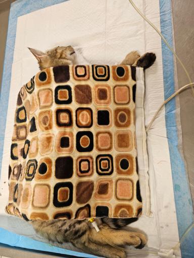 عکس دامپزشکی دکتر وت 