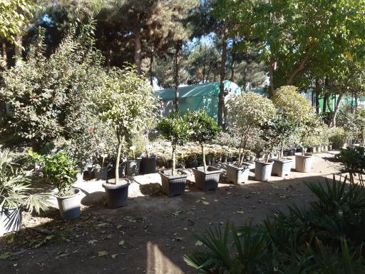 عکس مجتمع کشاورزی رویان