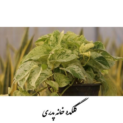 عکس گلکده خانه پدری